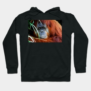 Orang-utan Hoodie